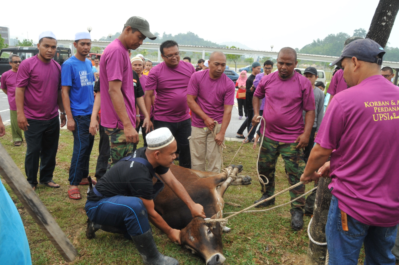 PRO15 150 KORBAN HAS 6739